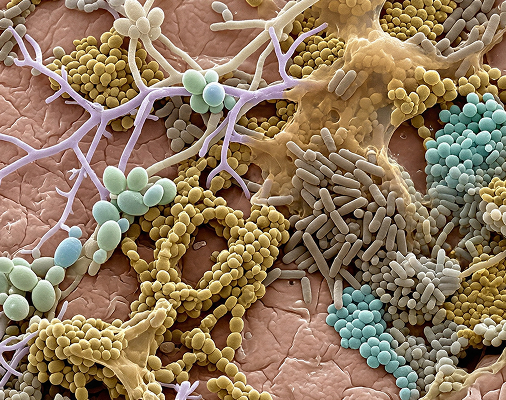 Bacteria and fungi